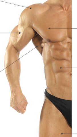 Diagram of how to get bigger arms, back, chest, shoulders and legs