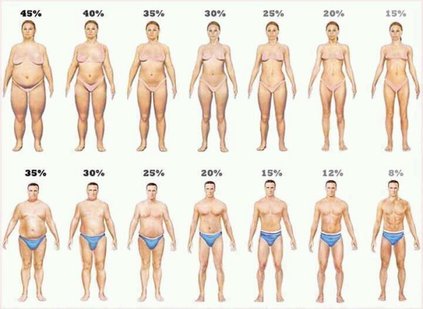 Body fat percentage calculator navy